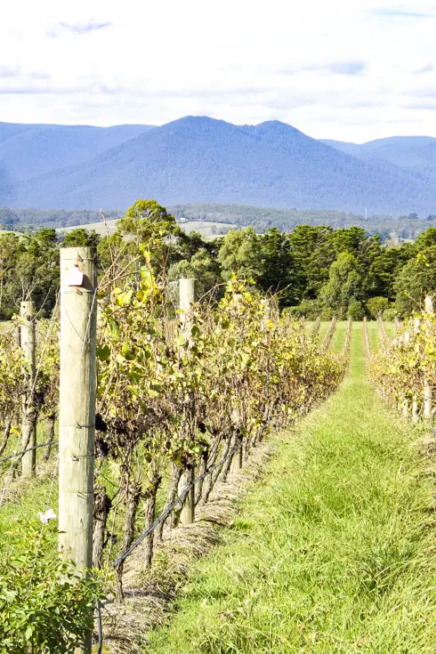 Yarra Valley vineyards and more weekend trips from Melbourne