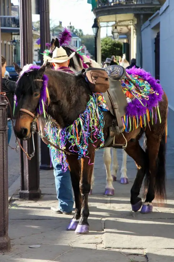 A horse with purple-painted hooves and dressed up in coloured ribbons and feathers.