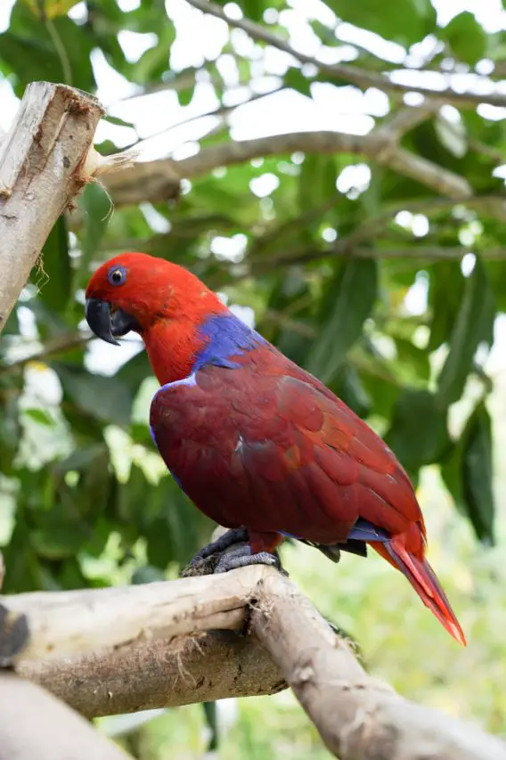 Red and blue bird