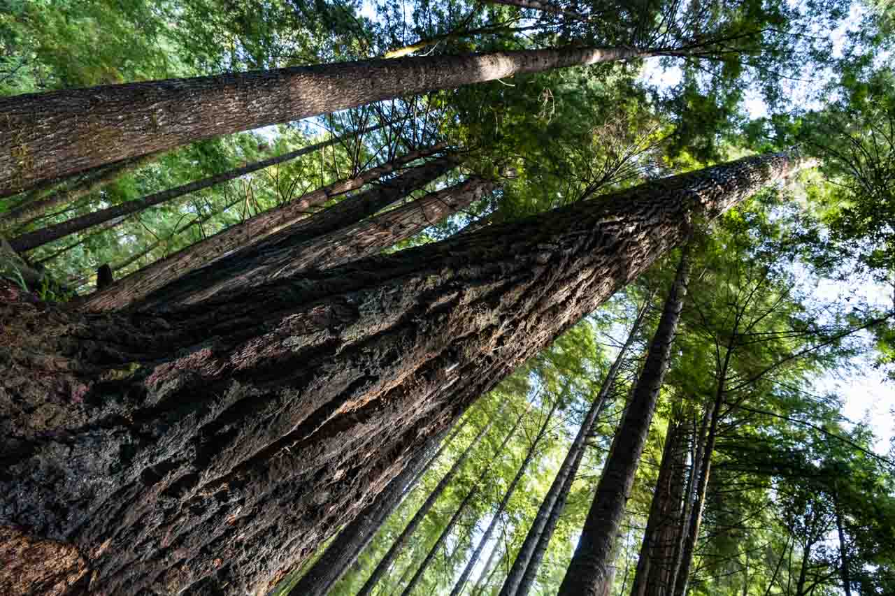 Redwoods on the Ladybird Johnson Trail | Californian Redwood Forests