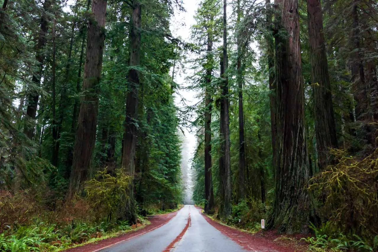 Misty road leading through California Redwood forest.