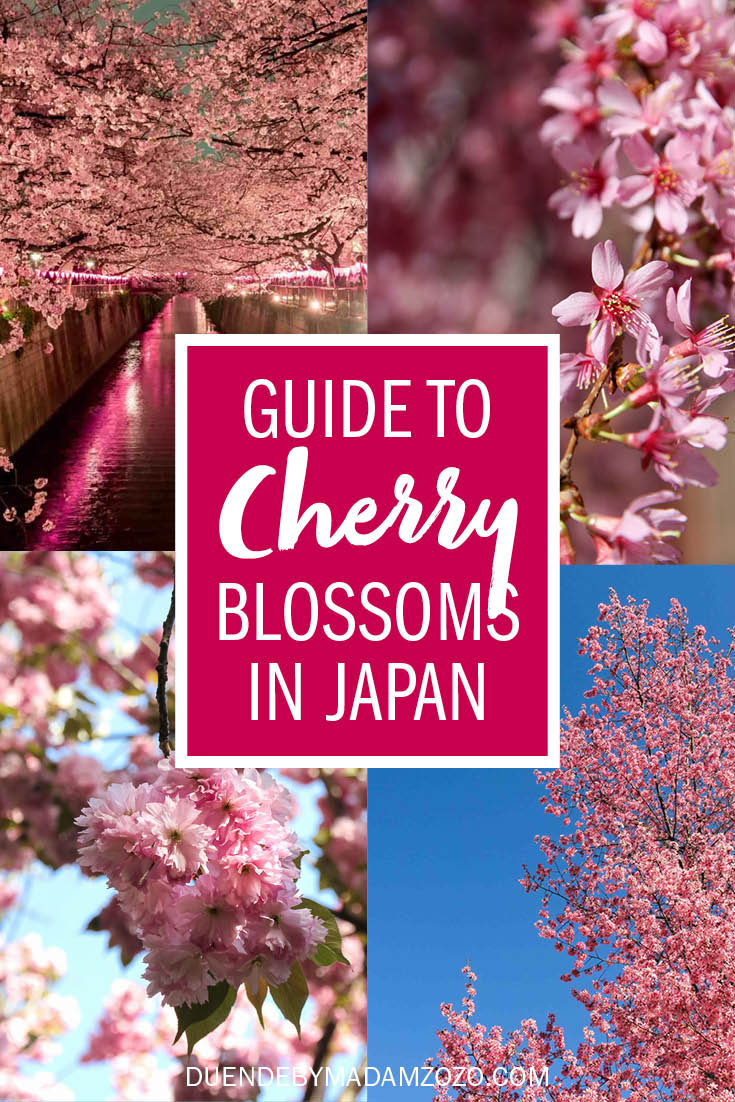 Images of cherry blossoms with text overlay reading "Guide to Cherry Blossoms in Japan"