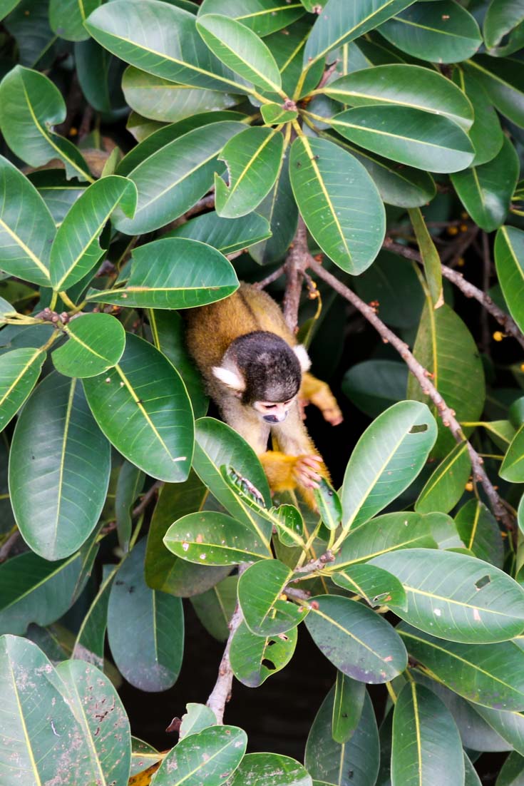 Squirrel monkey peering out from foliage