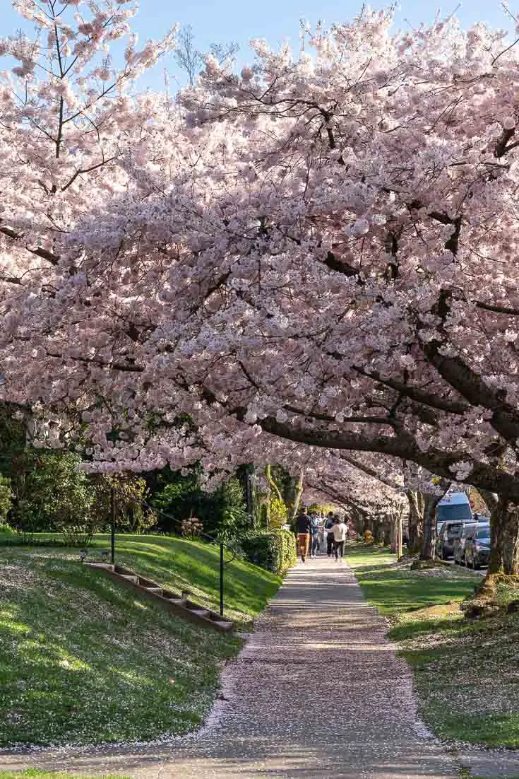Sidewalk framed by row of cherry blossoms in bloom