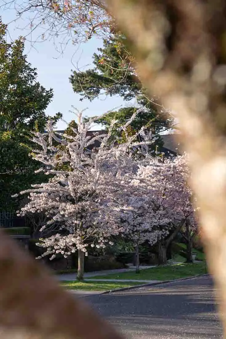 Cherry blossom trees in bloom, viewed through bough of tree opposite