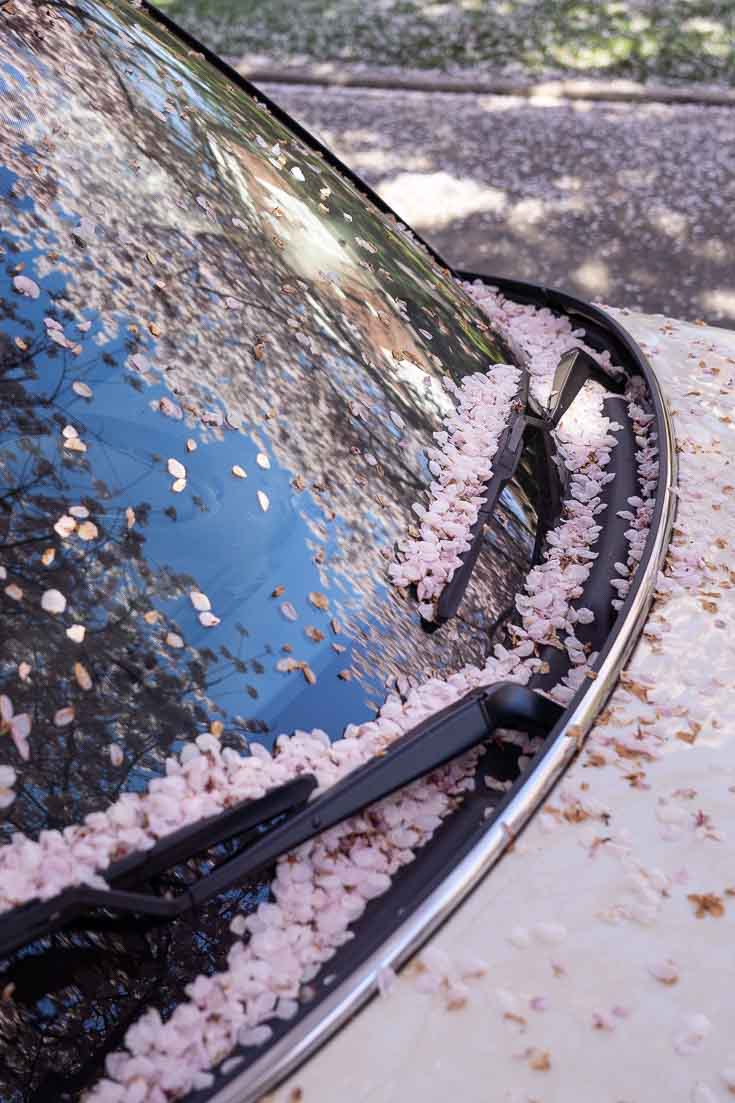Fallen cherry blossom petals accumulated in the windscreen wipers of a parked car