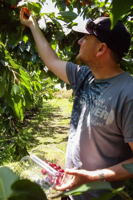 Man holding plastic container and picking cherries from a tree above