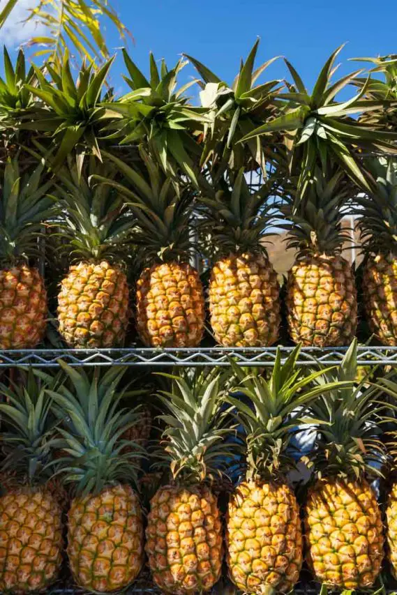 Pineapples for sale in Hawai'i