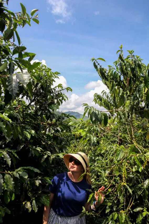 Madam ZoZo in Colombian coffee plantation