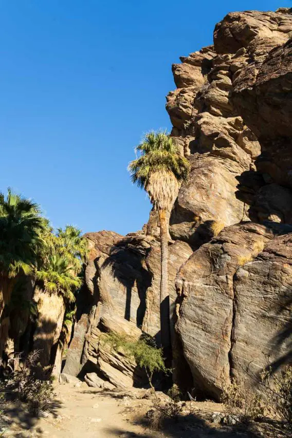 Rock wall and fan palms in Canyon