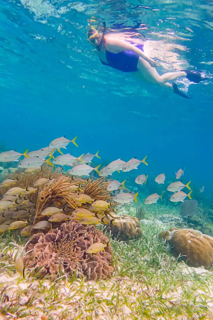 Snorkeling on the Mesoamerican Barrier Reef, Belize