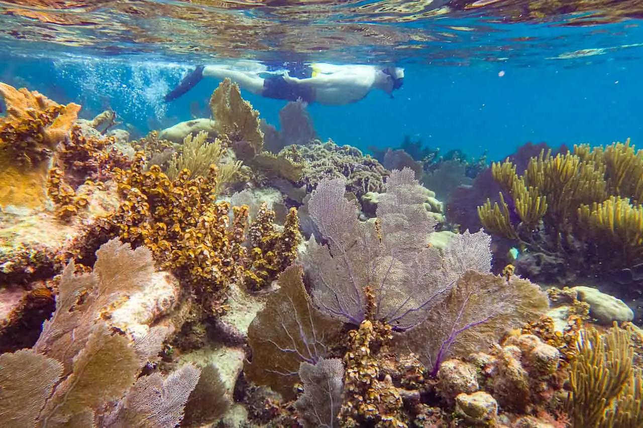 Man snorkelling with yellow and purple corals in foreground