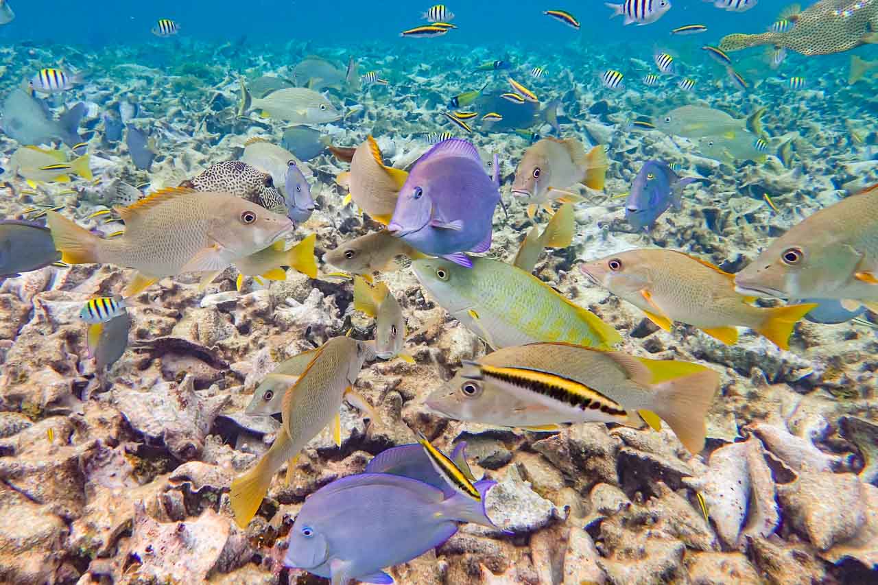 Diverse school of colourful, tropical fish