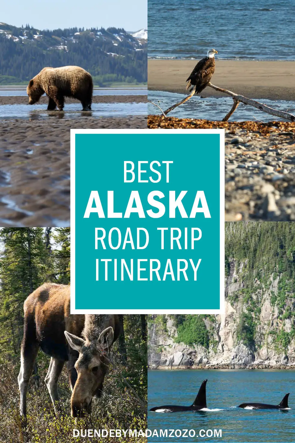 Images of a brown bear, bald eagle, moose and orcas with title "Best Alaska Road Trip Itinerary"