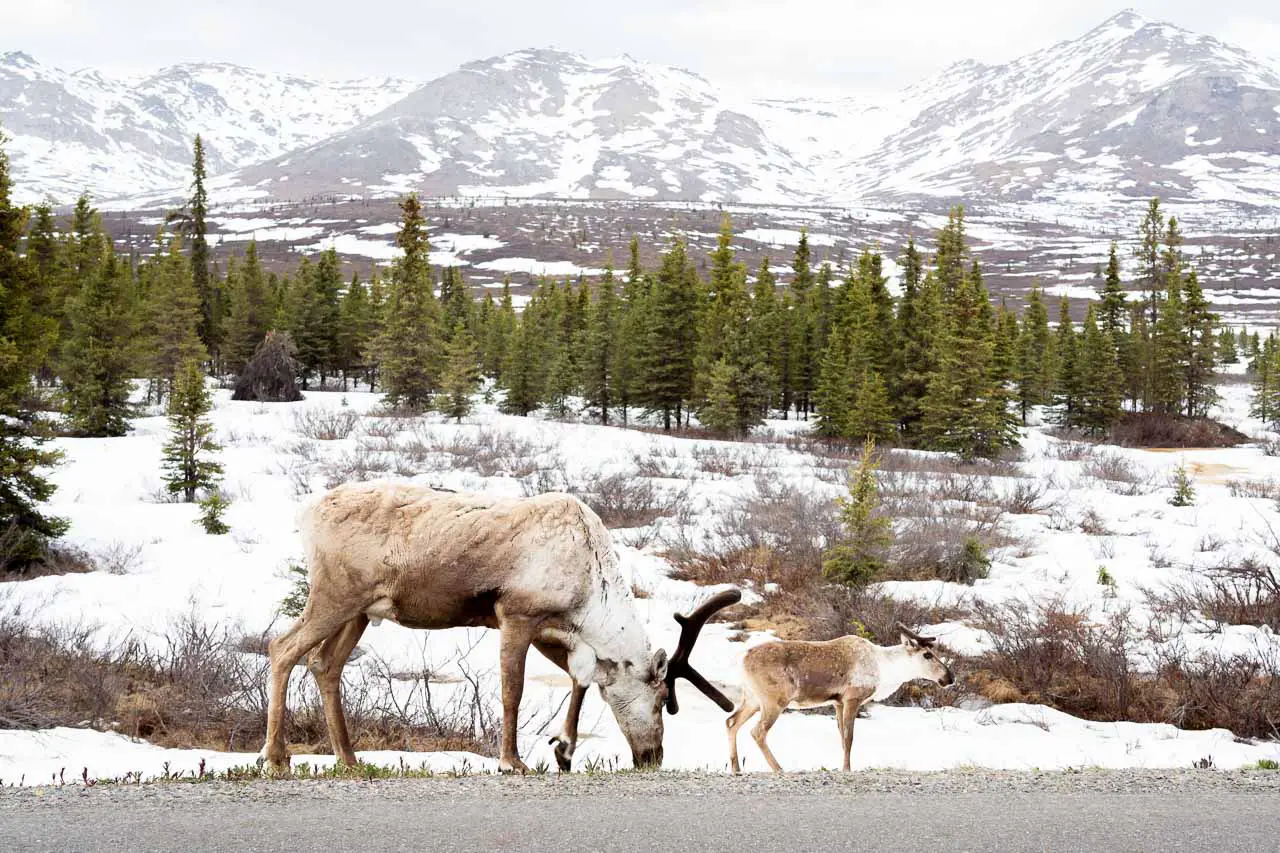 Caribou mother and calf on the roadside in Denali National Park