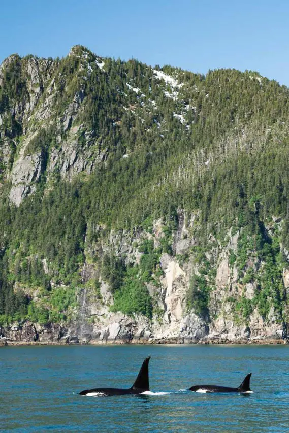 Orcas breaching with cliffs in background