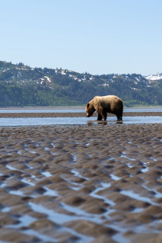 Young male grizzly digging for clams
