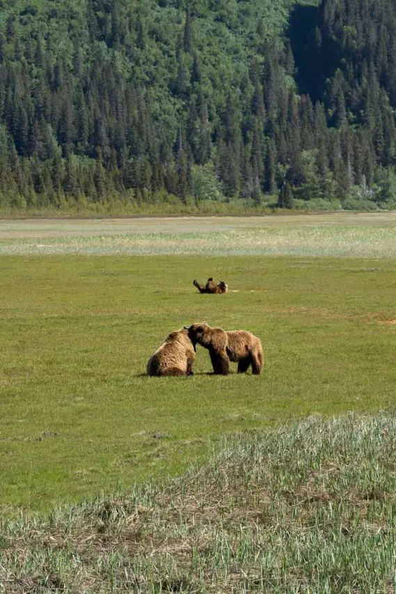 Three brown bears in meadow