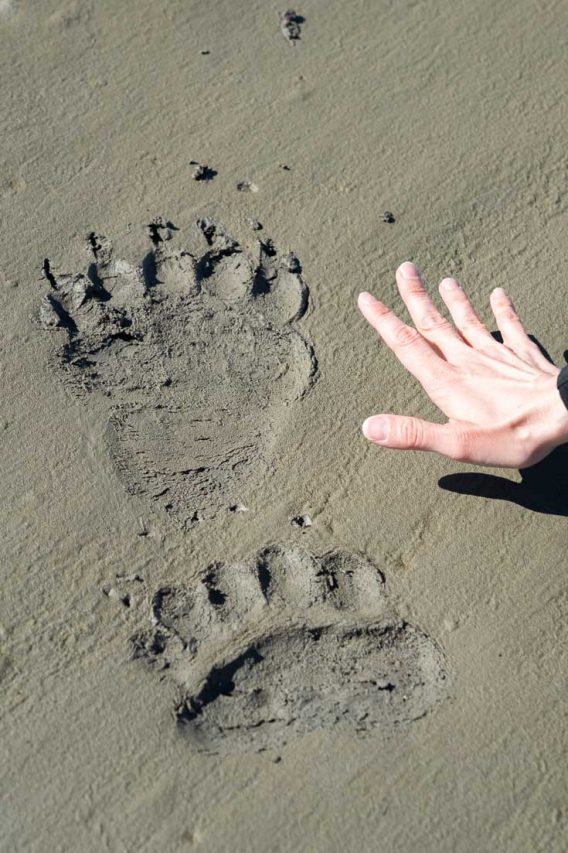Grizzly bear tracks across mudflats with human hand for size comparison