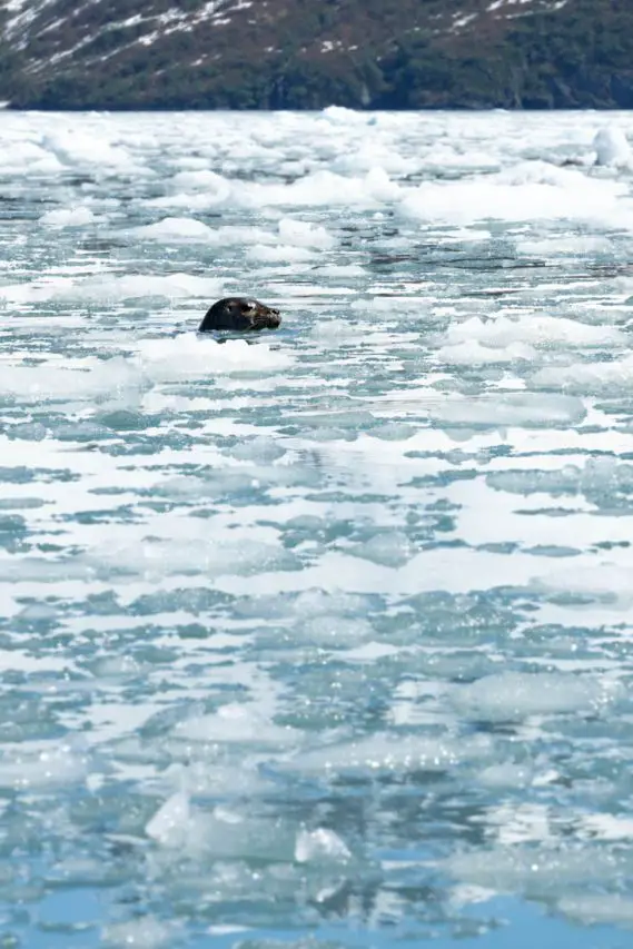 Seal peeking out of iceberg filled water