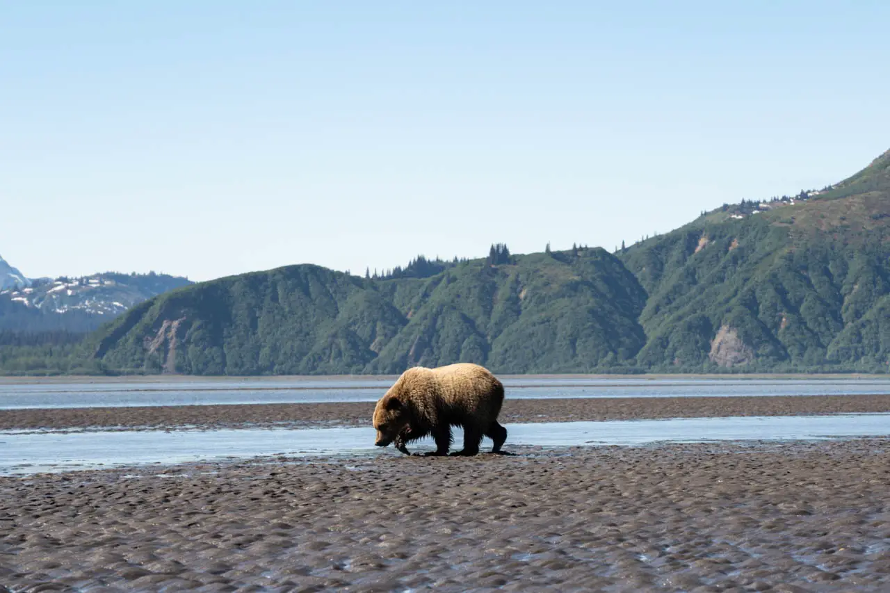 Alaska bear viewing in Chinitna Bay
