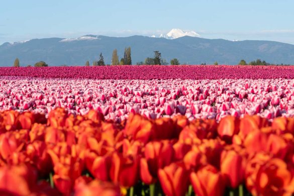 Fields of red and pink tulips with mountain range in the background