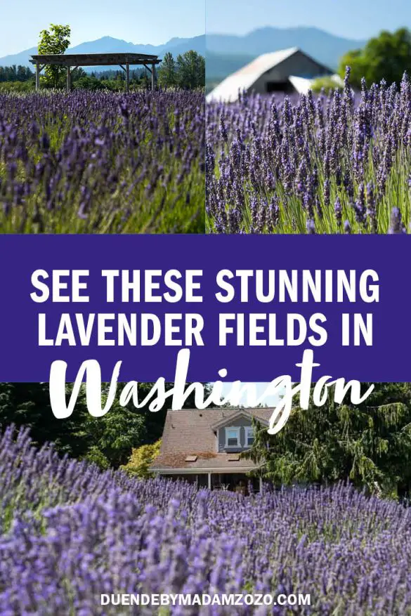 Summer Bloom: Best Lavender Farms In Sequim, Washington