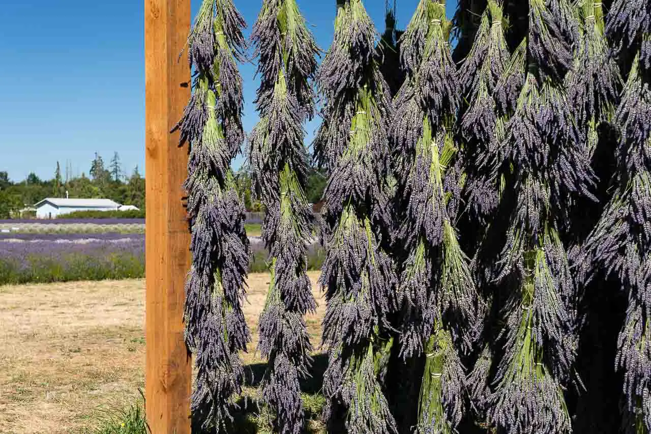 Bundles of lavender hung up to dry on the edge of a lavender farm