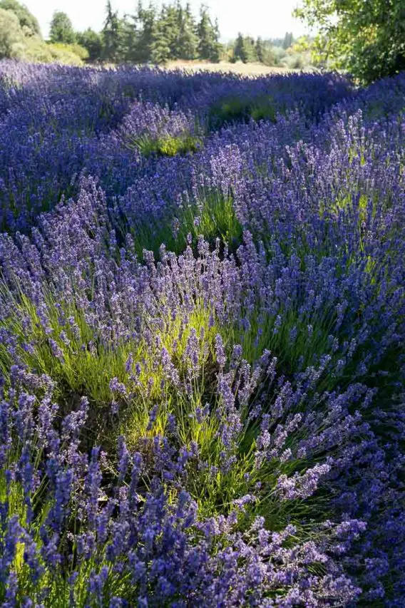Lavender field in dappled light