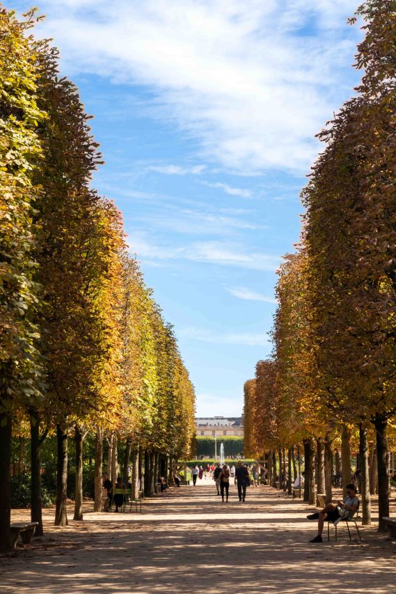 People walking between formal rows of hedge-like trees with golden leaves