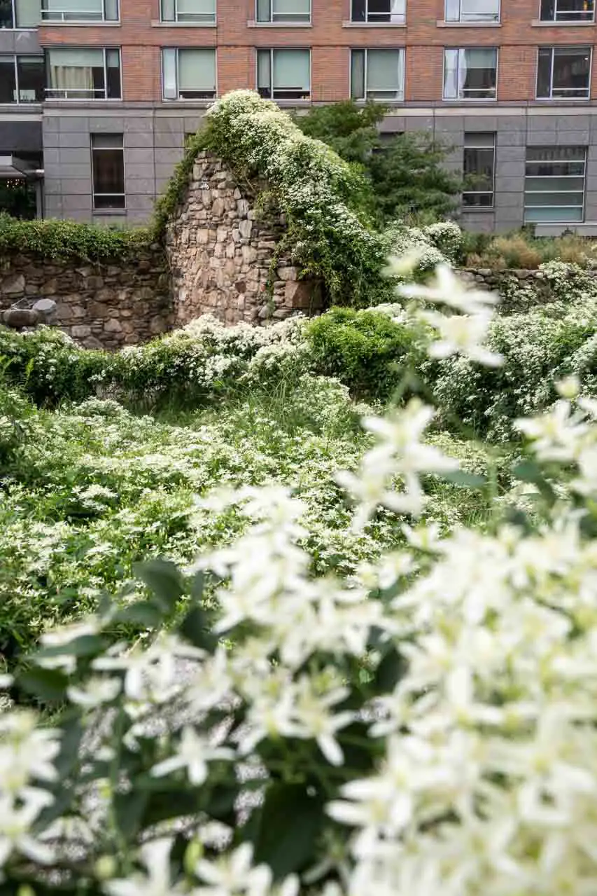 Jasmine blooming all over the Irish Hunger Memorial including the ruins of a stone cottage