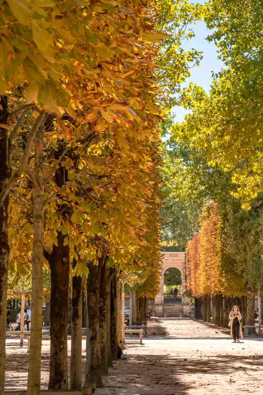 Tuileries Garden with golden fall foliage