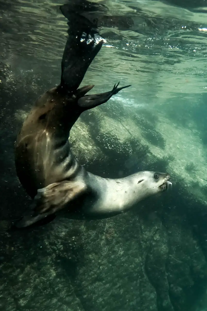 Sealion swimming with fish in its mouth