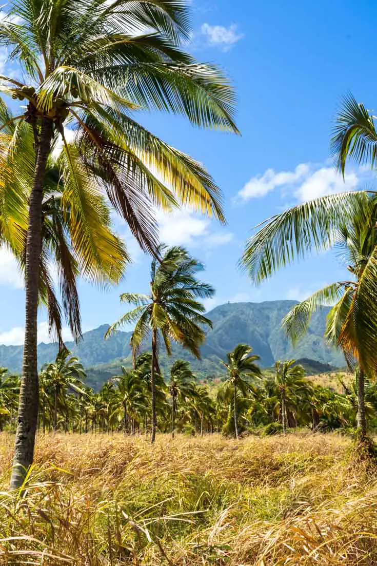View of distant ridgeline through palm trees