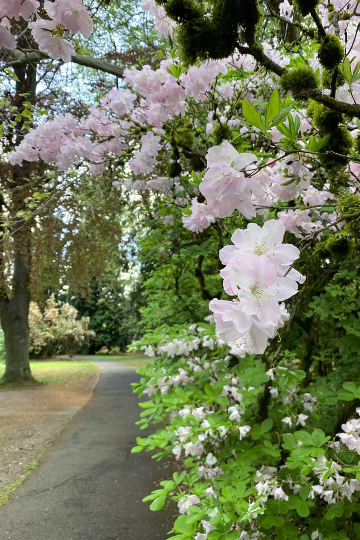 A garden path framed with rhododendron blooms