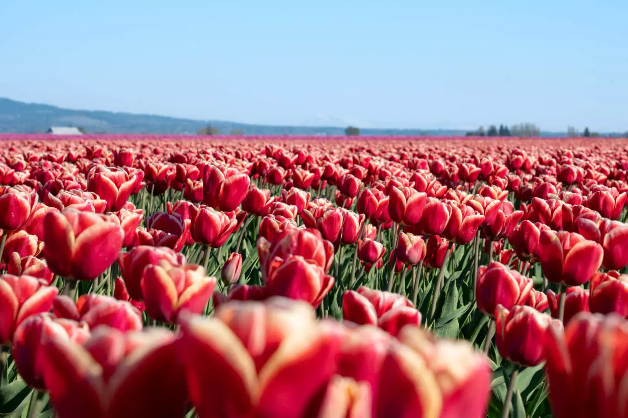 Tulip fields during spring in Washington State