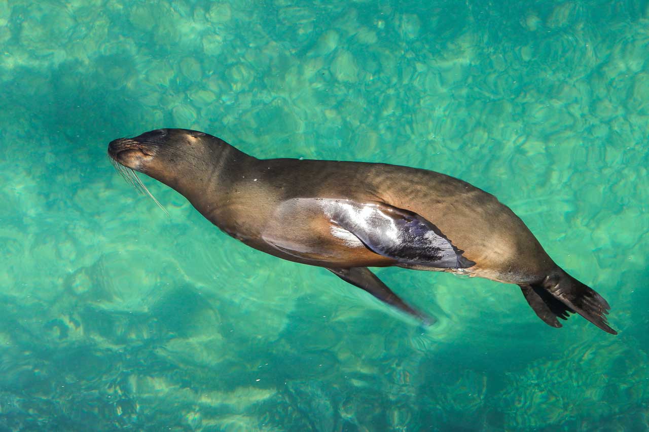 Juvenile sea lion swimming in green-blue water