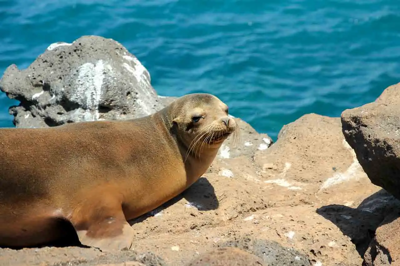 Photo of sea lion sunbaking on rocks with water in the background.
