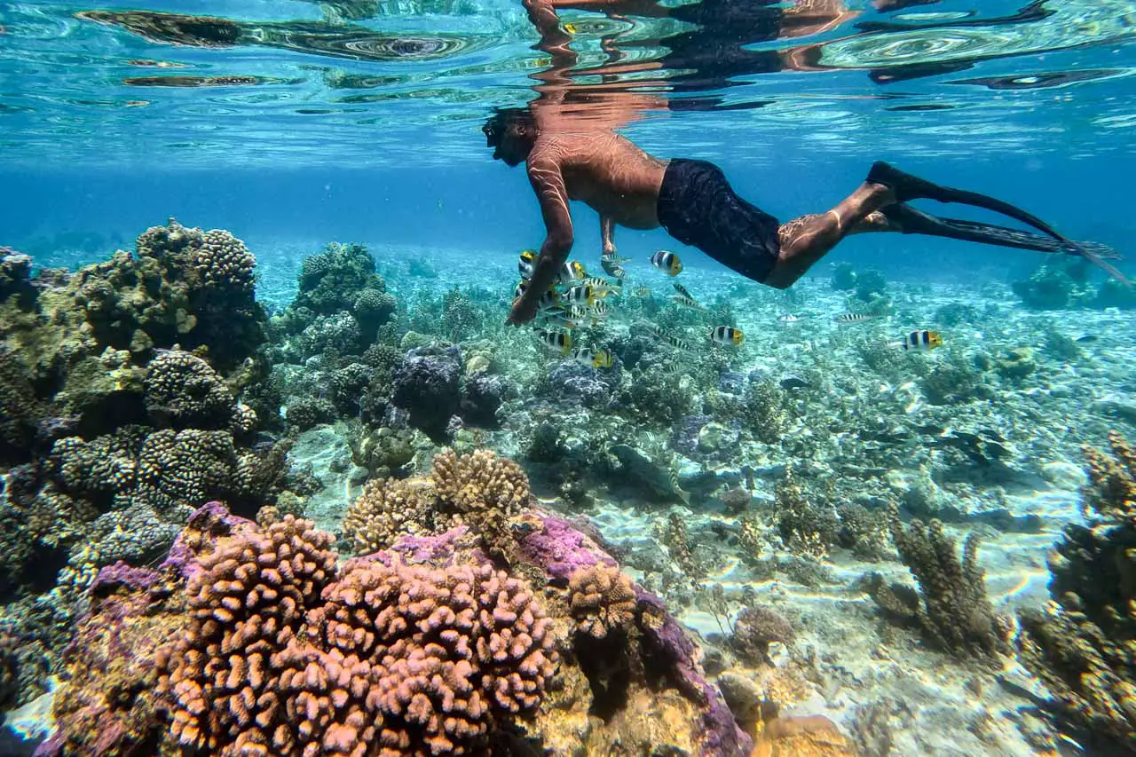 Man snorkelling in coral reef followed by colourful fish