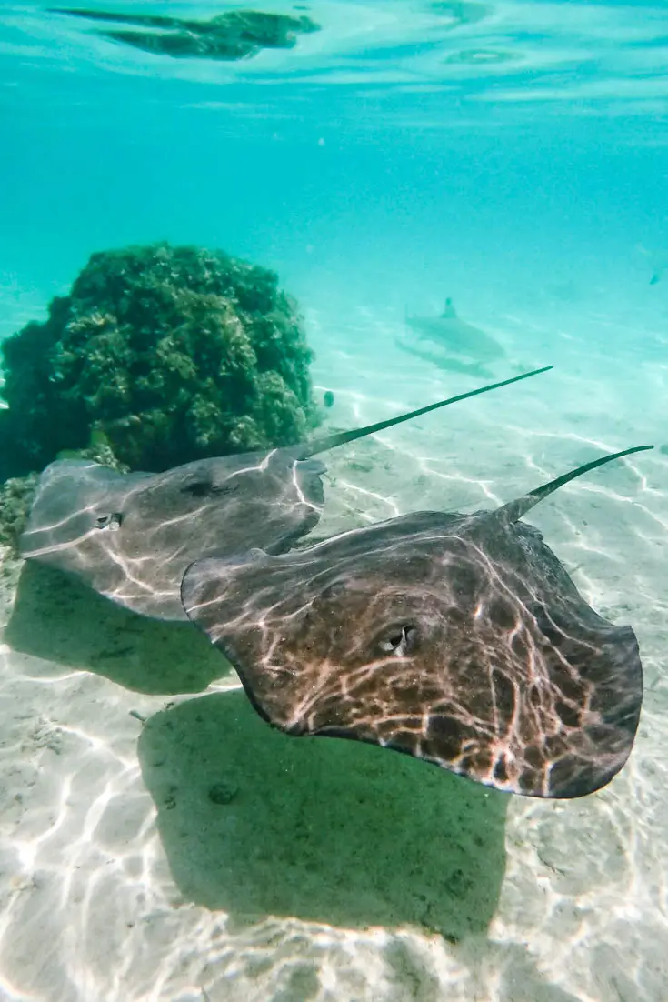 Two stingrays swimming side-by-side