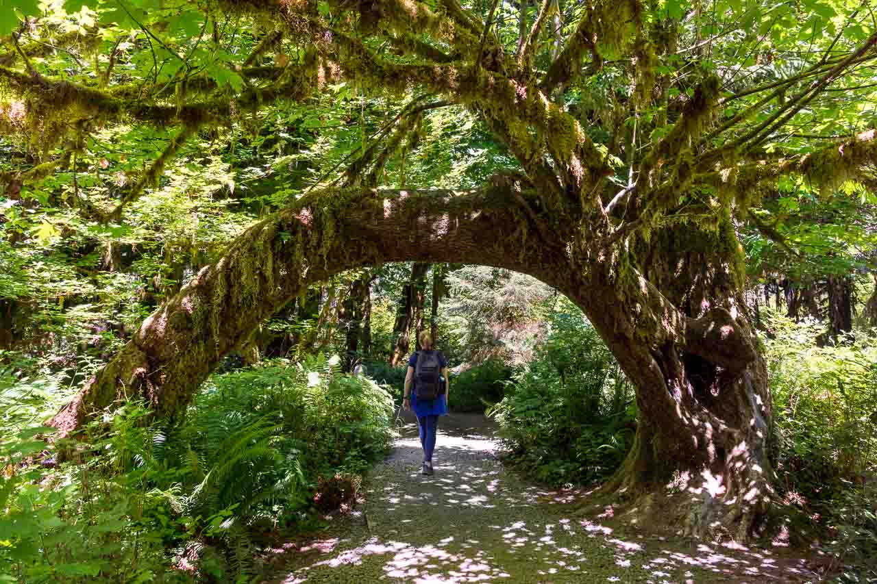 Woman walking through tree growing in an arch shape over hiking trail in rainforest