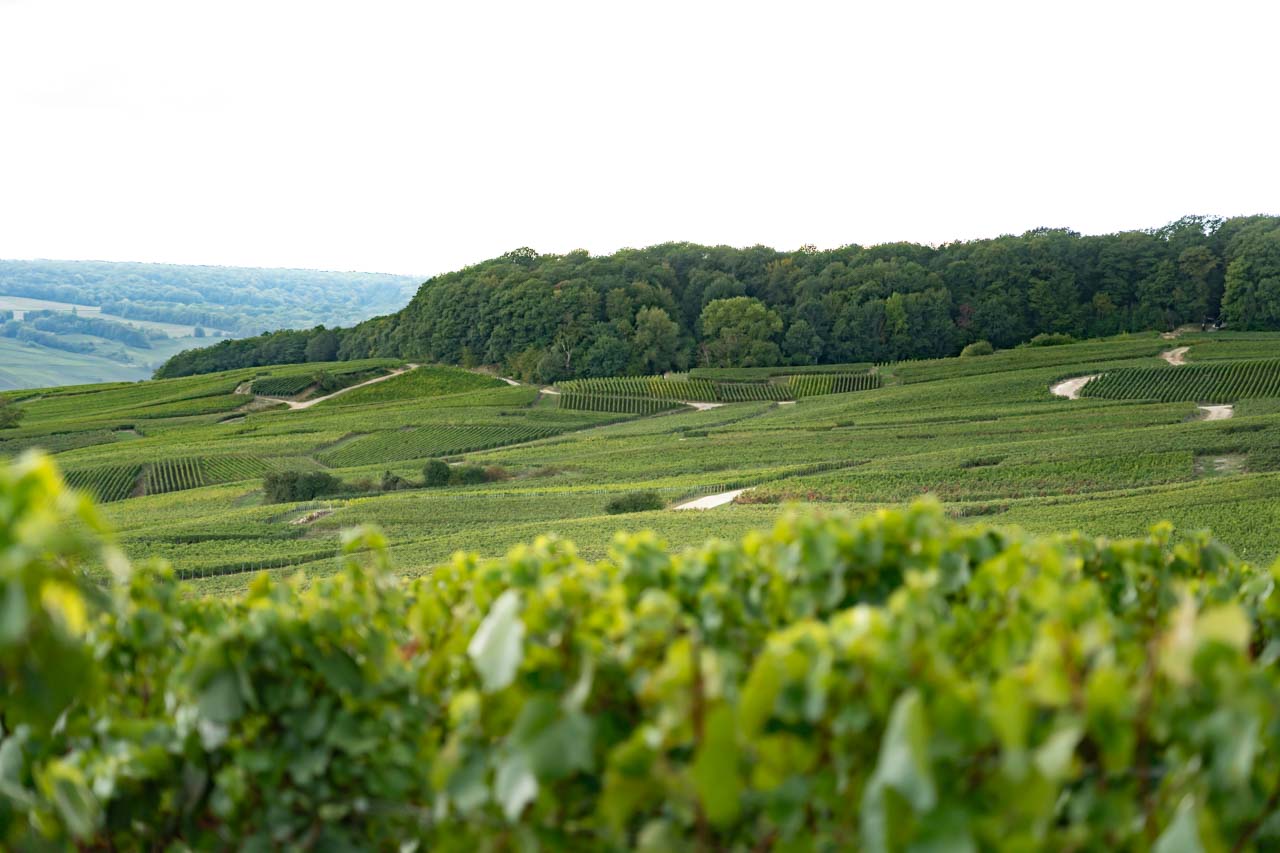 Champagne vineyards across rolling hills