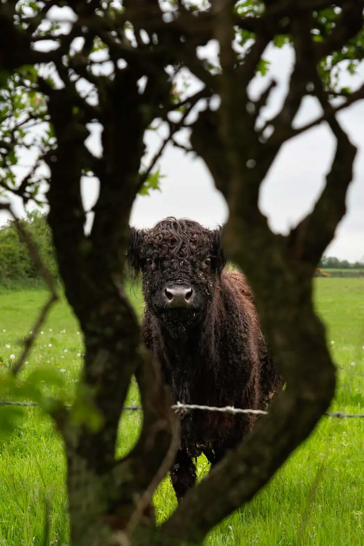 Curious black highland calf peering through hedge